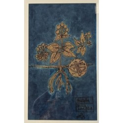 Botanical series - Majistha